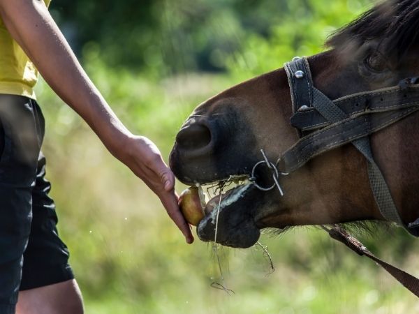 equine therapy for addiction