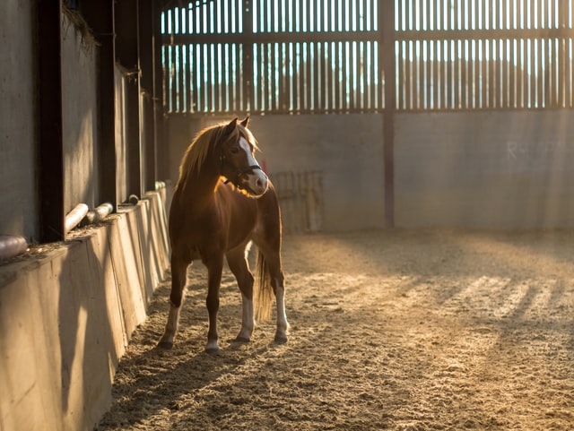 equine therapy