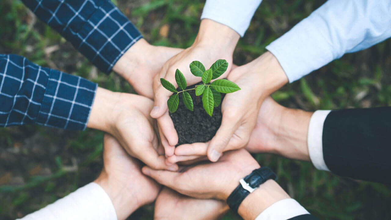 Several hands cradle a small green seedling growing from a clump of soil.